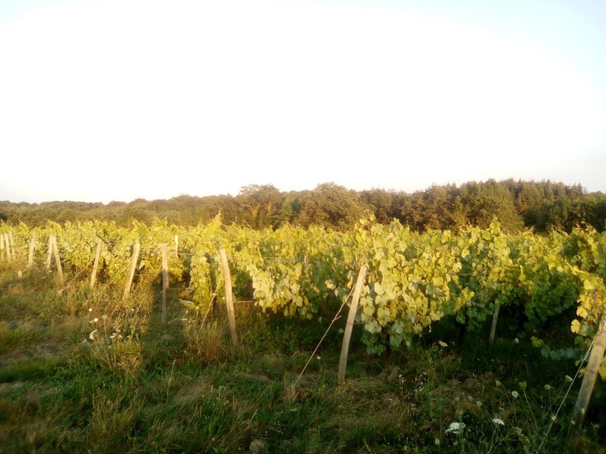 Mas Des Vignes Piscine Chauffee Bed and Breakfast Le Champ-Saint-Pere Eksteriør billede